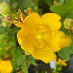 Ľubovník kalíškatý (Hypericum calicinum) ´HIDCOTE´ výška: 40-60 cm, kont. C5L 